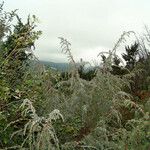 Juniperus rigida Листок