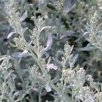 Artemisia absinthium Liść