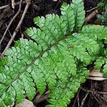 Dryopteris cambrensis পাতা