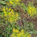 Sanicula arctopoides Flor