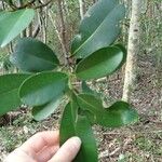 Garcinia pedicellata Hoja