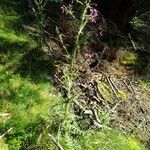 Cirsium palustre Habit