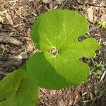 Sanguinaria canadensisBlad