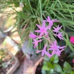 Tulbaghia violacea Blomst