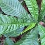 Petersianthus macrocarpus Leaf