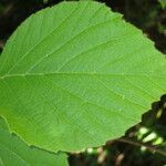 Viburnum tiliifolium