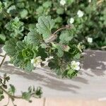 НерозпізнаноКвітка