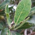 Uapaca bojeri Leaf
