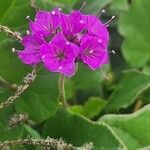 Commicarpus pedunculosus फूल