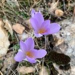 Crocus autumnalis Кветка