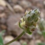 Plantago amplexicaulis Квітка