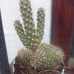 Cylindropuntia fulgida Folha