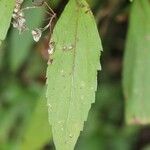 Ageratina riparia 葉