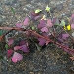 Oxalis novae-caledoniae