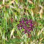 Allium wallichii Цвят