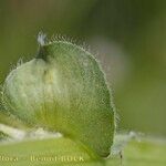 Vicia johannis Frucht