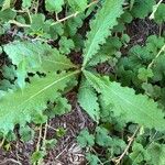 Cirsium brevistylum Folio