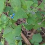 Persicaria perfoliata फल