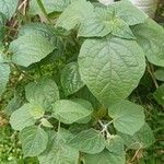 Physalis pubescens叶