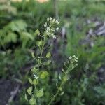 Thlaspi arvense Flower