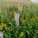 Plantago mediaBlüte