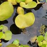 Eichhornia crassipes Leht