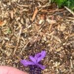 Lavandula pedunculata Flower
