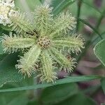 Acanthospermum australe Fruit