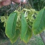 Acer carpinifolium Blad