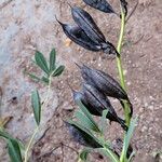 Penstemon pinifolius Плод