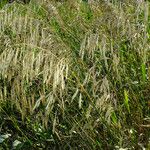 Bromus inermis 果