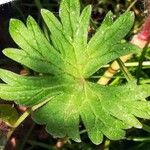 Geranium molle Leaf