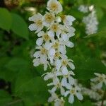 Prunus padus Цветок