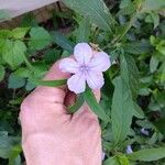 Ruellia humilisFlower