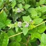 Mentha arvensisFlower