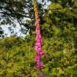 Digitalis purpureaKvet