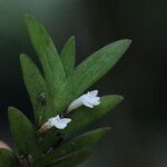 Angraecum biteaui Leaf