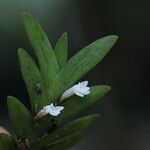 Angraecum biteaui