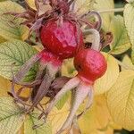 Rosa rugosa Fruto