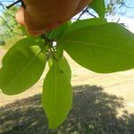 Bourreria succulenta Leaf