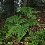 Dryopteris expansa Habitus