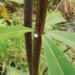 Alstonia congensis Leaf