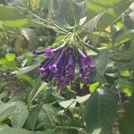 Iochroma cyaneum Blomma