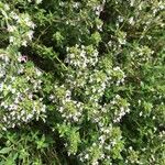 Thymus pulegioides Costuma