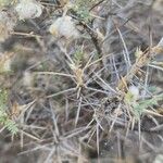 Astragalus piptocephalus Bark