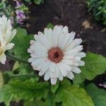 Gerbera viridifolia Flower