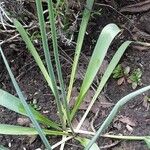 Allium nigrum ഇല