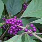 Callicarpa bodinieriഫലം