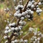 Morella cerifera Fruto