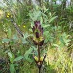 Pedicularis sceptrum-carolinum Flower